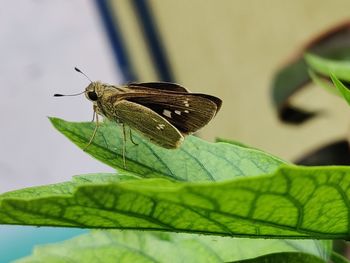 Butterfly on leaf