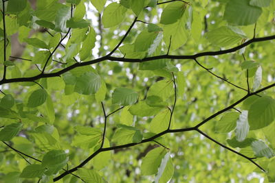 Low angle view of leaves on tree