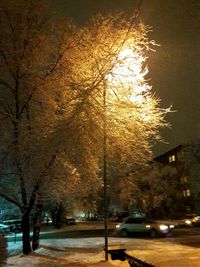 Trees in city at night