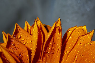 Close-up of red flower