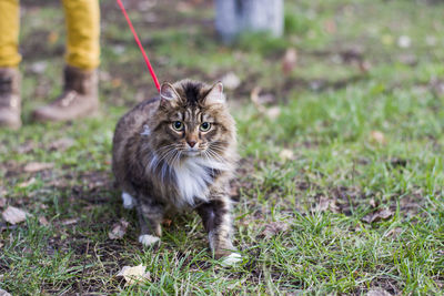 Portrait of cat standing on grass