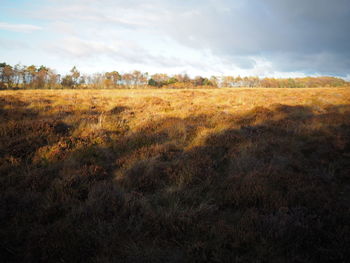 Scenic view of field against sky