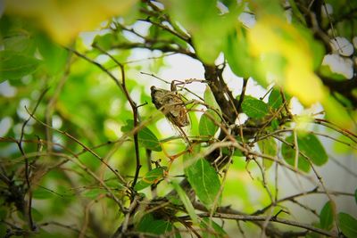 Close-up of butterfly perching on plant