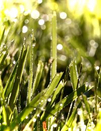 Close-up of wet spider web on plant