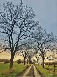 Bare trees on field against sky