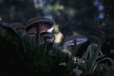 Close-up of mushrooms growing on field