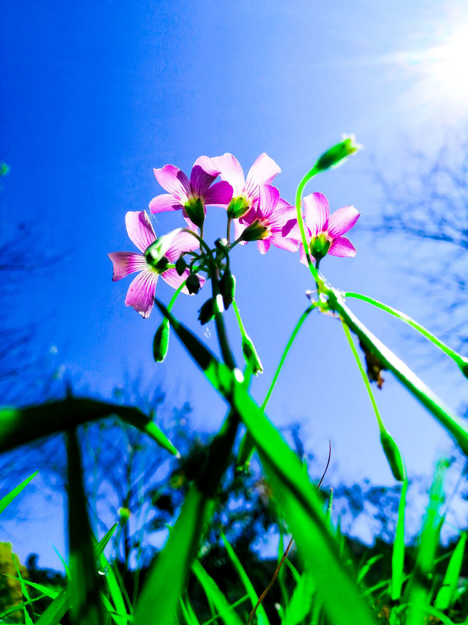 LOW ANGLE VIEW OF FLOWERING PLANT AGAINST BLUE SKY