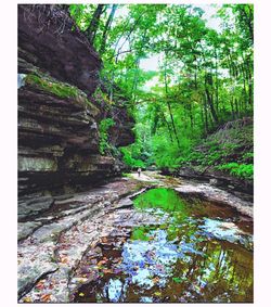 Stream flowing through forest