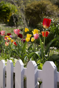 Close-up of red flowering plants