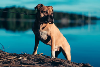 Dog looking away