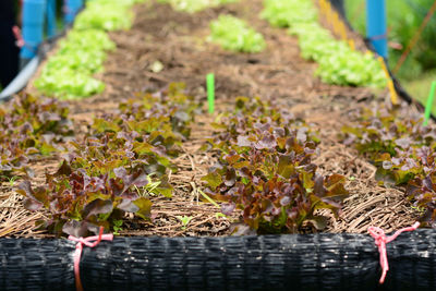 Low section of person working on plant