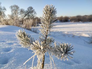 Frozen trees on snow covered field against sky