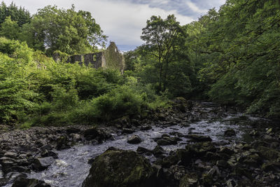 Stream flowing through rocks in forest