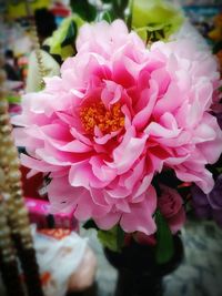 Close-up of pink lotus water