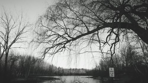 Bare trees against sky