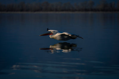 Bird in lake