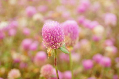 Close-up of pink flowering plant on field