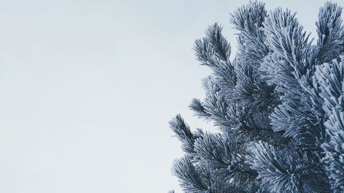 Low angle view of tree against clear sky