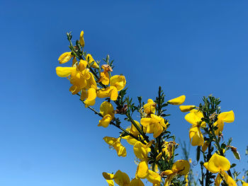 Low angle view of yellow flowering plant against clear blue sky