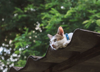 Close-up of cat sitting on tree