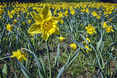 Close-up of yellow daffodil flowers in field