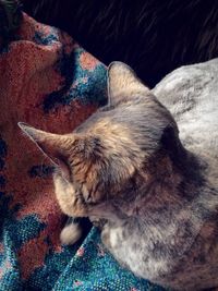 Cat sleeping on tiled floor