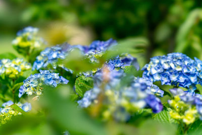 Close-up of purple flowering plants