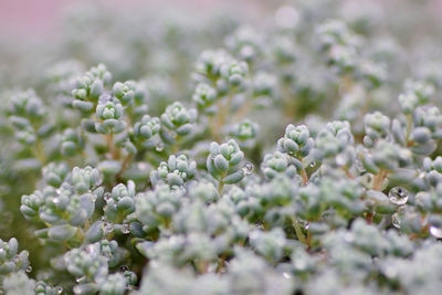 Close-up of flowering plant