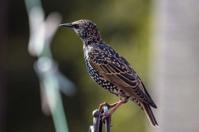 Close-up of bird perching