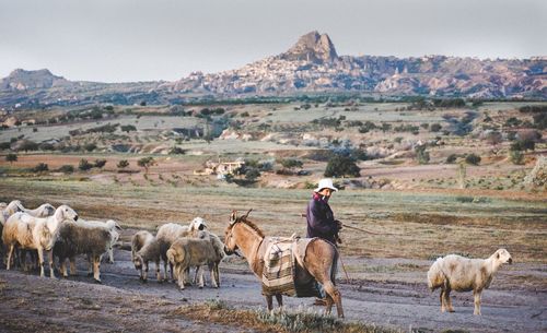 View of sheep on landscape