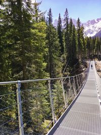 Suspension bridge near lago di carezza, dolomites 