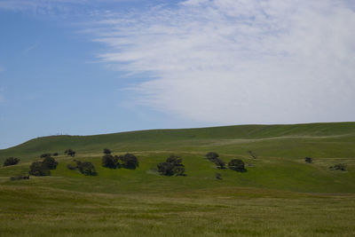 Scenic view of grassy field against sky
