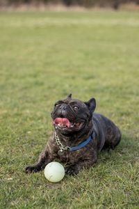 Close-up of dog with ball on grass