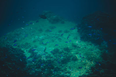 Close-up of fish swimming in sea