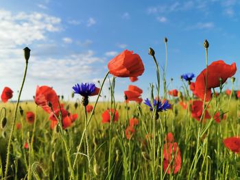 Close-up of poppies on field against sky