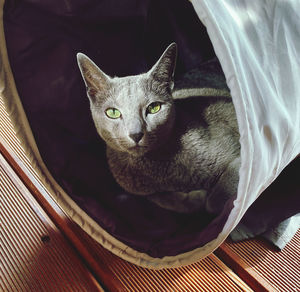 High angle portrait of cat relaxing on bed