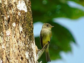 Low angle view of birds perching on branch