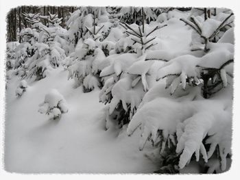 Scenic view of snow covered landscape