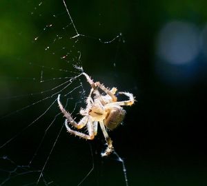 Close-up of spider web