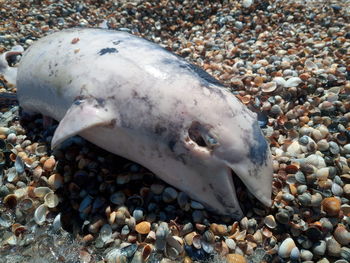 Close-up of dead fish on beach