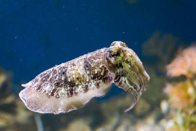 Close-up of fish swimming in sea