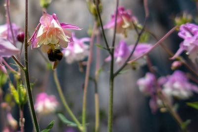 Close-up of pink flowering plant