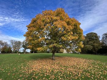 Trees growing on field against sky during autumn