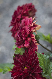 Close-up of red hibiscus flower