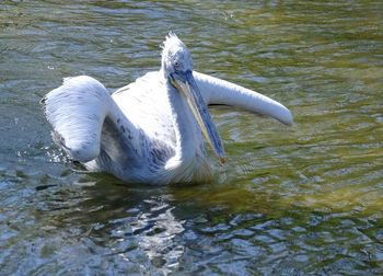 Swan swimming in lake