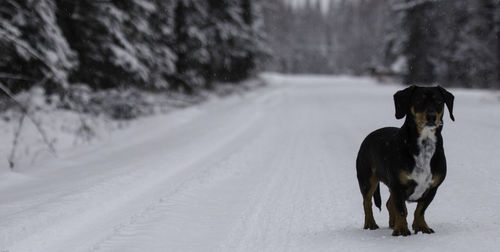 Dachshund standing on snow covered road