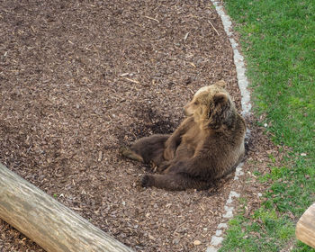 High angle view of snake on grass