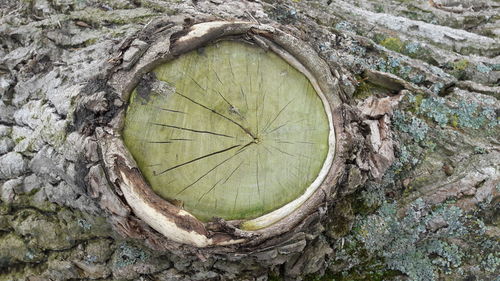 Close-up of tree trunk