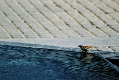 Bird perching on sea shore