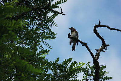 Low angle view of bird perching on a tree